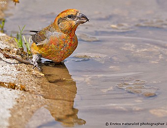 Animali 472